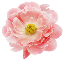Light red  peony  flower  on white isolated background with clipping path. Closeup. For design. Nature.