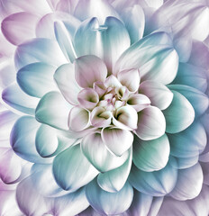 Dahlia flower. Floral turquoise-pink background.  Macro.   Nature.