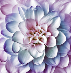 Naklejka na ściany i meble Dahlia flower. Floral purple-blue background. Macro. Nature.