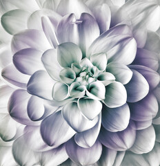 Fototapeta premium Dahlia flower. Floral purple-white background. Macro. Nature.