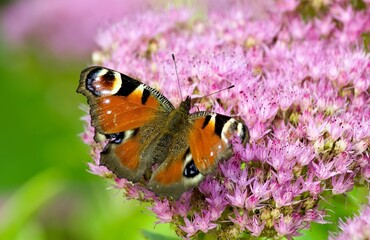 Peacock butterfly eats nectar on a blooming beautiful pink flower in a blooming gard