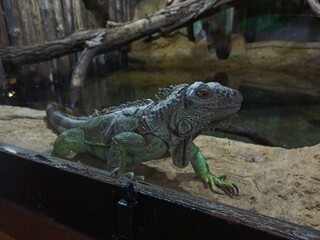 Chameleon in ZOO  © JanZagórski