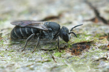 Closeup on the common black cuckoo bee , Stelils breviuscula in the garden