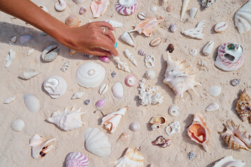 Female hand with collection of seashells.