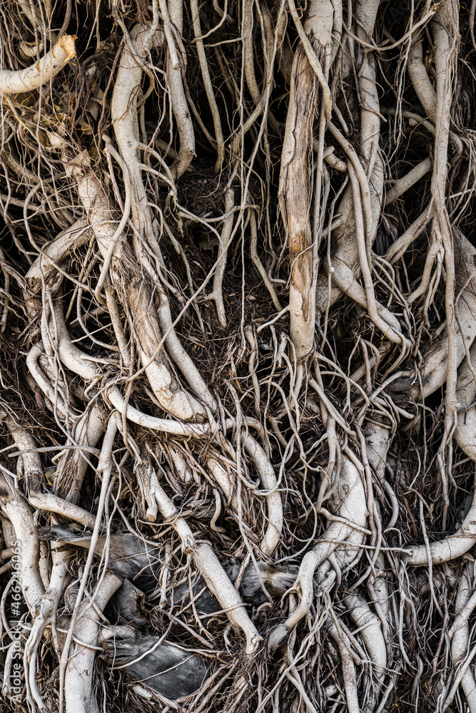 Poster close up of complicated roots on the bottom of trees in the ground