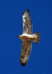 an immature ferruginous hawk in flight against a blue sky in rocky mountain arsenal wildlife refuge, in commerce  city, near denver, colorado