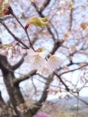 桜の花