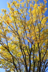 Fototapeta premium 公園の黄葉の欅と青空