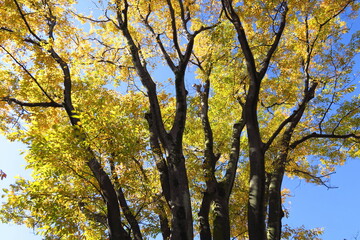 公園の黄葉の欅と青空