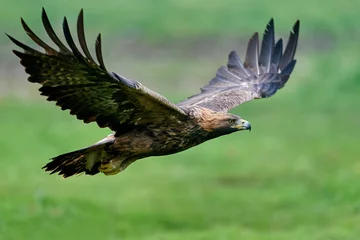 Deurstickers Golden eagle (Aquila chrysaetos) © dennisjacobsen