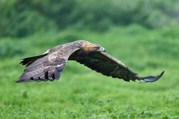 Golden eagle (Aquila chrysaetos)