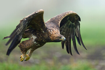 Golden eagle (Aquila chrysaetos)