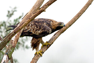 Golden eagle (Aquila chrysaetos)