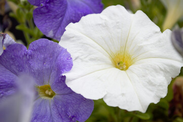 White and blue flower blossomed next to each other in one flower bed.