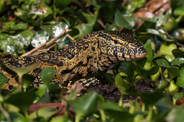 Nile Monitor - Varanus niloticus, large lizard from African lakes and rivers, Queen Elizabeth National Park, Uganda.