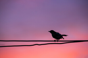 Silhouette bird with beautiful sunset sky on background. 