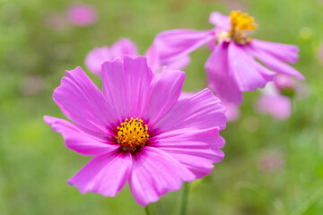 秋の花　コスモス