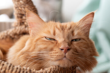 くつろぐ猫　茶トラ猫