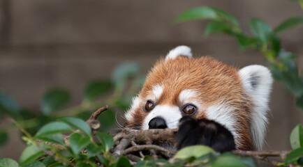 レッサーパンダ