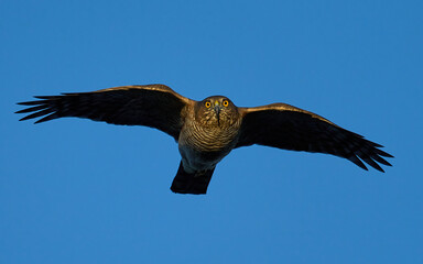 Eurasian sparrowhawk (Accipiter nisus)