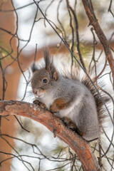 Obraz premium The squirrel sits on a branches in the winter or autumn