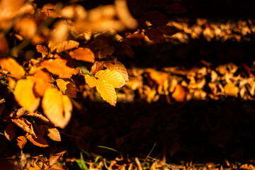 autumn leaves in the forest
