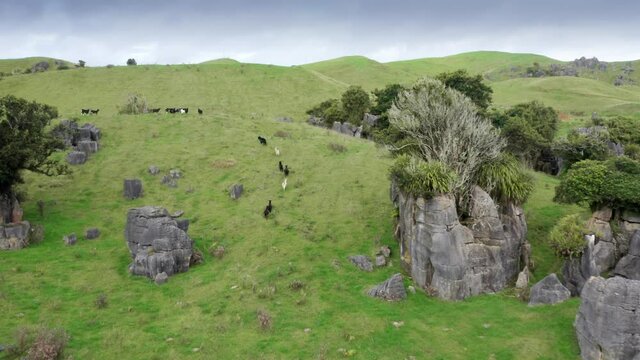Aerial: Goats, Limestone outcrops and rugged farm landscape. Location used in the Lord of the Rings movie.  Waitanguru, Waikato, New Zealand