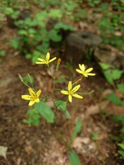 ニガナの花