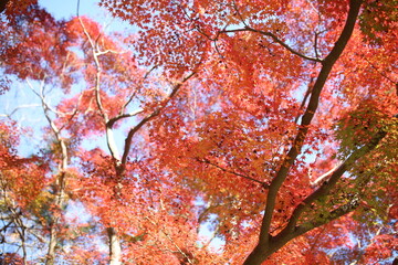 成田山の紅葉