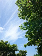 青空と緑