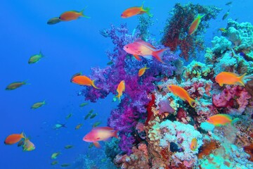 Fototapeta na wymiar Beautiful tropical coral reef with purple soft coral Dendronephthya and red fish anthias.