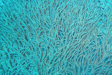 Organic texture of the stony hard coral  Acropora pharaonis (table coral)