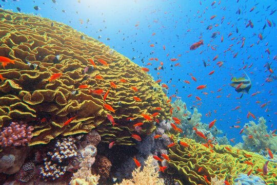 Beautiful tropical coral reef with  Cabbage coral also known as leafy cup coral ( Turbinaria reniformis) and coral fish Anthias