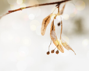 Small dry wild berries on branches tree with snow. Winter or late autumn scene, beautiful nature