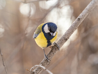 Obraz premium Cute bird Great tit, songbird sitting on a branch without leaves in the autumn or winter.