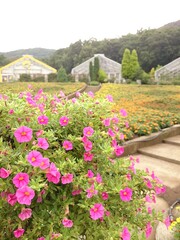 Fototapeta premium 花畑