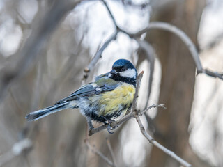 Fototapeta premium Cute bird Great tit, songbird sitting on a branch without leaves in the autumn or winter.
