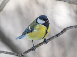 Obraz premium Cute bird Great tit, songbird sitting on a branch without leaves in the autumn or winter.