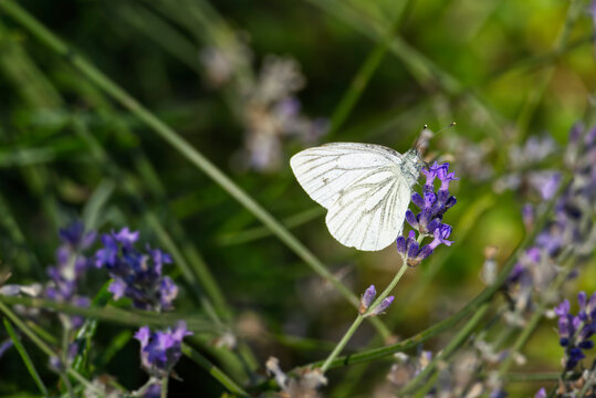 Green-veined white butterfly (pieris napi) perched on lavender in Zurich, Switzerland