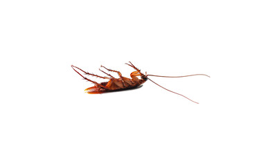 Close-up of a cockroach lying on its back, legs pointing up on a white background. Isolated.
