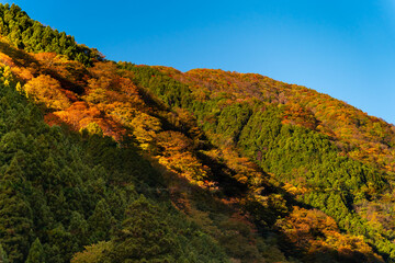 misty with morning mountain colourful autumn.landscape scene Okutama Japan.