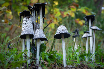 Patch of wild coprin chevelu Mushrooms - Coprinus comatus - Shaggy Mane