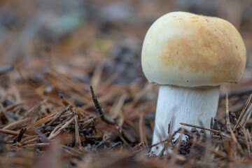 Wild mushroom growing in the Forest of southern Europe