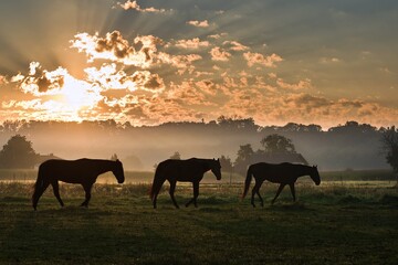 Horse silhouettes in the early morning
