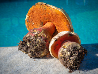 Poisonous colorful Satan's Bolet wild mushroom - Rubroboletus satanas