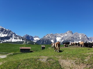 Fototapeta na wymiar alps dolomiten cows