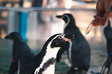 African adorable penguin or Spheniscus demersus also known as the jackass penguin and black-footed...