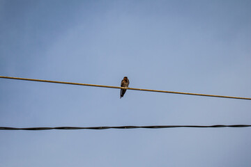 bird hanging on wire