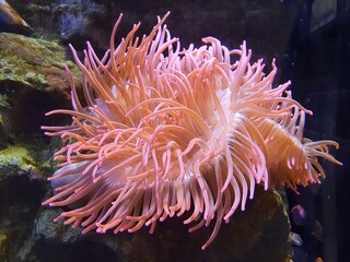 Naklejka na ściany i meble anemone coral