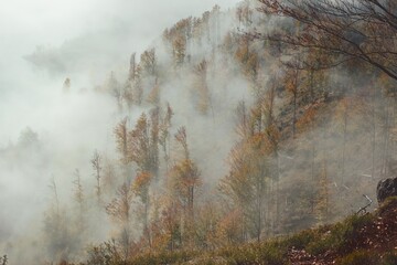 autumn forest in the fog